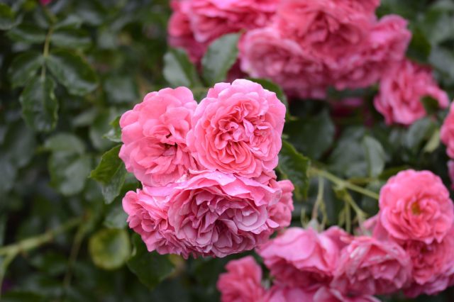 Современные компактные розы устойчивы к болезням и капризам погоды, растут аккуратными кустами 60–100 см, не требуют опор и ухода, обильно цветут весь сезон, идеально вписываясь в цветники и контейнеры.