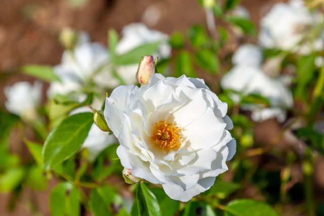 Роза «Шнеевитхен» (Rosa 'Schneewittchen', 'Iceberg')