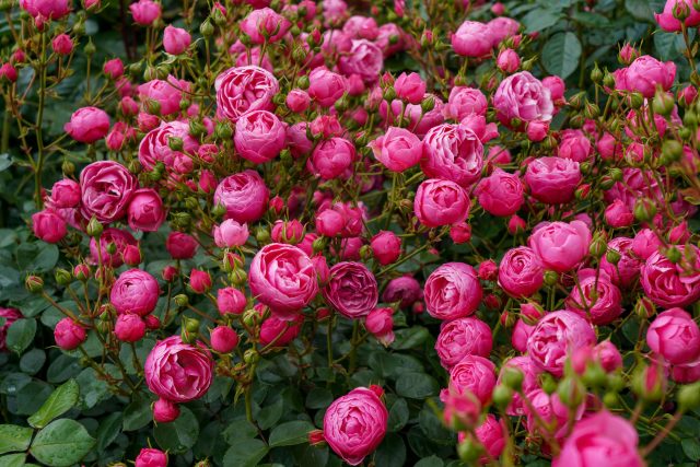 Роза «Помпонелла» (Rosa 'Pomponella')