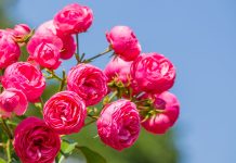 Идеальные сорта роз, которые я всем советую — яркие, компактные и стойкие Идеальные розы для небольшого сада — яркие, компактные, стойкие