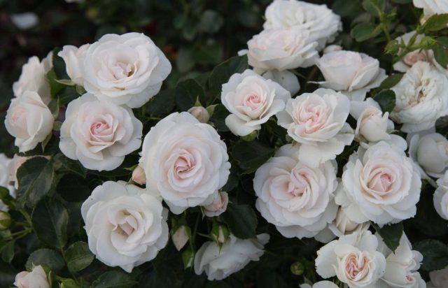 Роза «Аспирин» (Rosa 'Aspirin Rose')