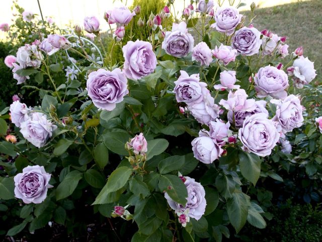 Роза «Новалис» (Rosa 'Novalis')