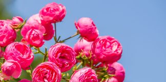 Идеальные розы для небольшого сада — яркие, компактные, стойкие