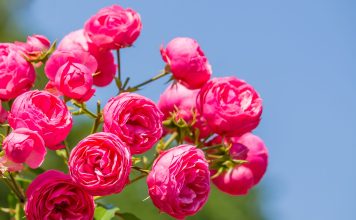 Идеальные розы для небольшого сада — яркие, компактные, стойкие