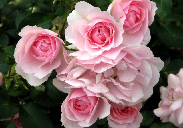 Роза «Боника 82» (Rosa 'Bonica 82')