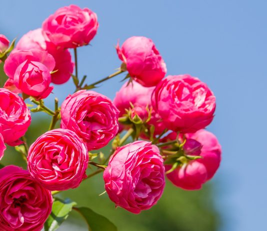 Идеальные розы для небольшого сада — яркие, компактные, стойкие