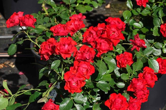 Роза «Блэк Форест Роуз» (Rosa 'Black Forest Rose')