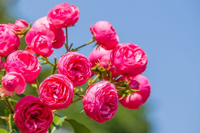 Идеальные сорта роз, которые я всем советую — яркие, компактные и стойкие