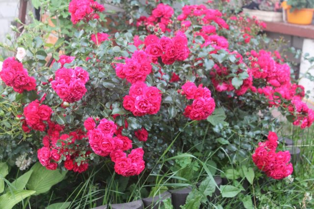 Роза «Гертнерфройде» (Rosa 'Gärtnerfreude')