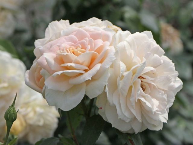 Роза «Лайонс-Роуз» (Rosa 'Lions-Rose')