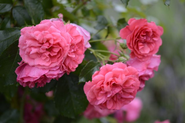 Роза «Хайдетраум» (Rosa 'Heidetraum')