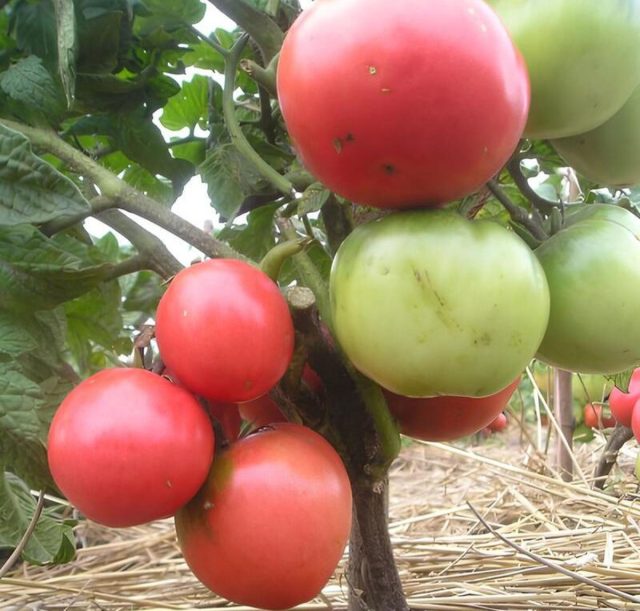 Розовый лидер. Штамбовый низкорослый сорт с редкими для «коротышек» розовыми плодами. Куст 45–50 см, крепкий и аккуратный. Томаты 80–120 г, мягкие и сахаристые, с более нежным вкусом. Хорош для салатов без возни с формировкой.