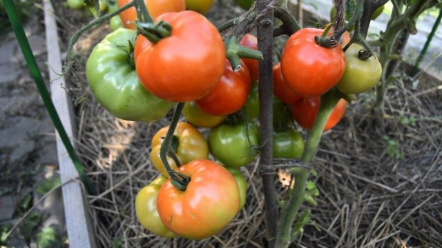 Белый налив 241. Коренастый куст 50–60 см с дружным созреванием. Плоды 80–120 г сначала молочно-белые, затем красные. Вкус классический кисло-сладкий. Кожица плотная — почти не растрескивается даже после ливней. Подвязка нужна лишь в пик урожая.