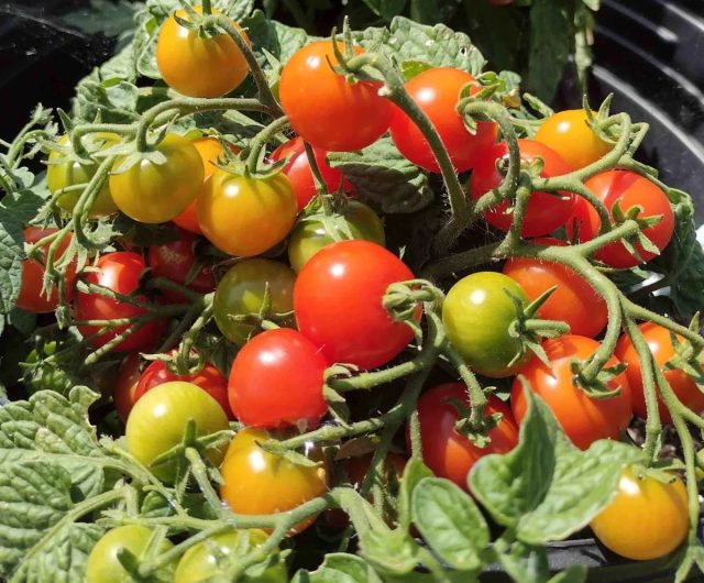 Пиноккио. Компактный контейнерный томат 20–30 см с густым округлым кустом. Плоды-черри 15–20 г, сладкие, плотные. Созревает за 90–95 дней. Не требует подвязки, пасынкования или формировки. Идеален для горшков и балконов.