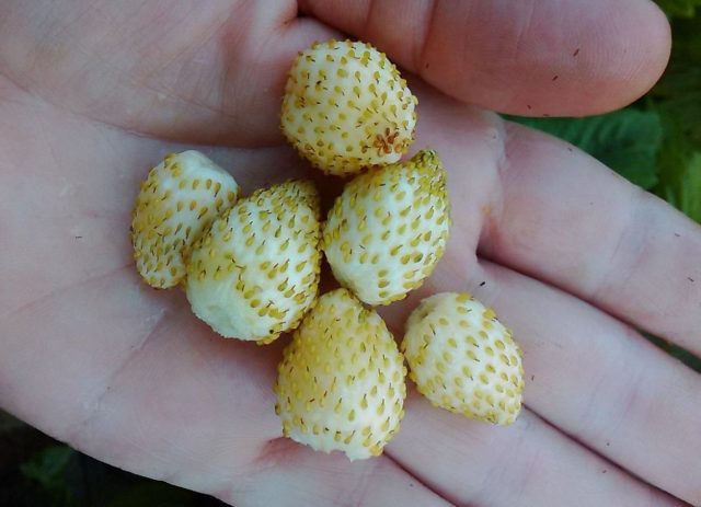 Золотой десерт. Урожайная ремонтантная мелкоплодная земляника с золотисто-жёлтыми ягодами. Плодоносит до самых морозов, радуя сладким вкусом, насыщенным ароматом и лёгкими нотками актинидии.