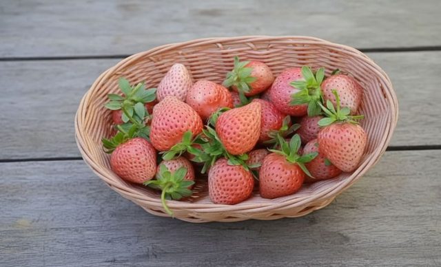 Бьянка Фрагола. Среднеранний сорт с компактным кустом и эффектными бело-розовыми ягодами. Мякоть сочная, сладко-кислая, с яркими нотками ананаса и персика, но плохо хранится.