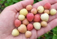 Лучшие сорта «разноцветной» земляники и их особенности