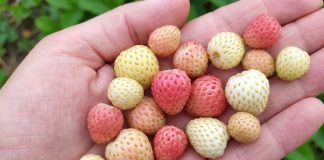 Лучшие сорта «разноцветной» земляники и их особенности