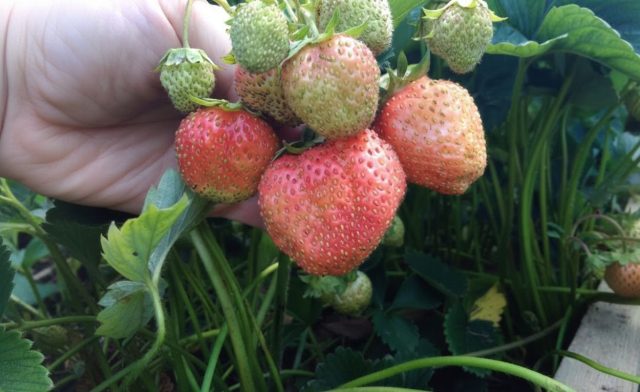 Финская розовая. Урожайный среднеспелый сорт с крупными розовеющими ягодами. Мякоть очень нежная, сладкая, с ярким послевкусием персика и ананаса.