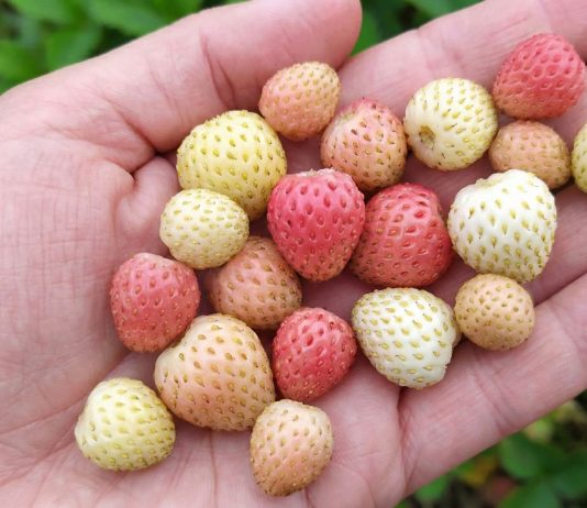 Лучшие сорта «разноцветной» земляники и их особенности