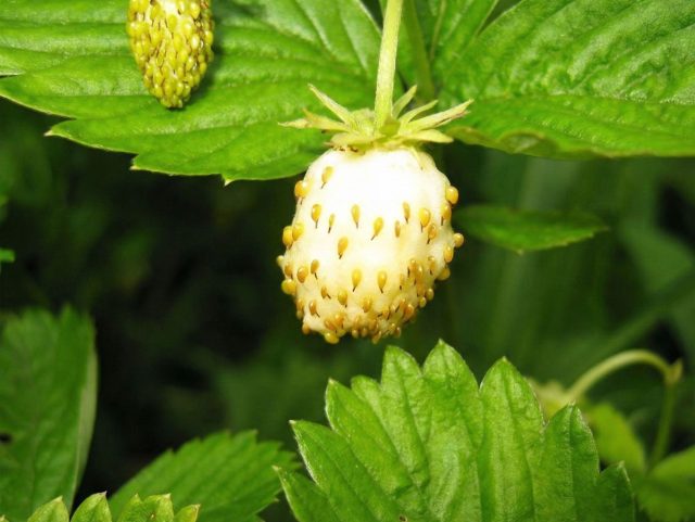 Холидей. Один из самых надёжных мелкоплодных ремонтантных сортов. Беловато-жёлтые ягоды ароматные, сладкие, с мягкой кислинкой и фруктовыми оттенками.