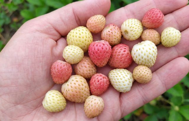Лучшие сорта «разноцветной» земляники и их особенности