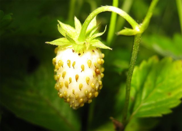 Крем-брюле. Компактный ремонтантный сорт без усов, хорошо растущий в лёгкой тени. Кремовые ароматные ягоды с насыщенным вкусом, напоминающим лесную землянику.