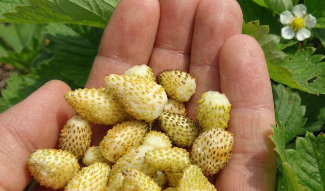 Жёлтое чудо. Неприхотливый ремонтантный сорт без усов, подходящий для открытого грунта и горшков. Кремово-жёлтые ягоды сладкие, сочные, с тонким ананасным послевкусием.