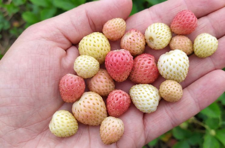 Лучшие сорта «разноцветной» земляники и их особенности