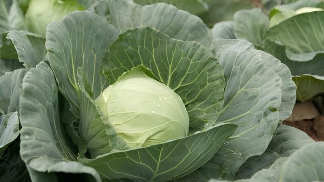 Главная ценность капусты Слава — в феноменальном количестве сахаров (4,8-5,2%), что значительно выше, чем у модных голландских гибридов. Главная ценность капусты Слава — в феноменальном количестве сахаров (4,8-5,2%), что значительно выше, чем у модных голландских гибридов.