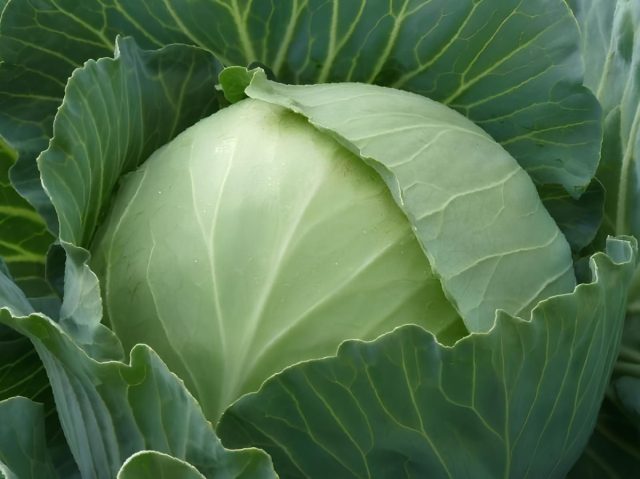 Характерная черта сорта подарок — удивительно плотные, словно сбитые кочаны весом 2,5-4 кг. Листья у неё тонкие, но прочные, что в квашении дает ту самую «нежную» хрусткость Характерная черта сорта подарок — удивительно плотные, словно сбитые кочаны весом 2,5-4 кг. Листья у неё тонкие, но прочные, что в квашении дает ту самую «нежную» хрусткость