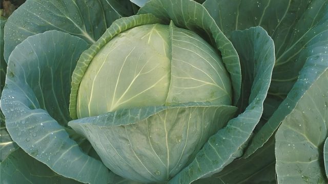 Впечатляющие размеры — главная фишка Мегатоны. Кочаны легко достигают 8-12 кг. Один такой гигант способен обеспечить квашеной капустой небольшую семью на всю зиму. Впечатляющие размеры — главная фишка Мегатоны. Кочаны легко достигают 8-12 кг. Один такой гигант способен обеспечить квашеной капустой небольшую семью на всю зиму.