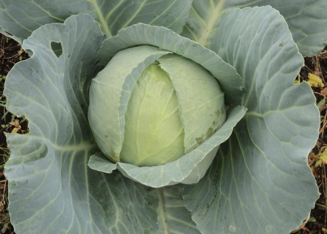 Зимняя засолка из Амагера получается самой белоснежной из всех возможных вариантов, с благородным вкусом без намека на горечь. Зимняя засолка из Амагера получается самой белоснежной из всех возможных вариантов, с благородным вкусом без намека на горечь.