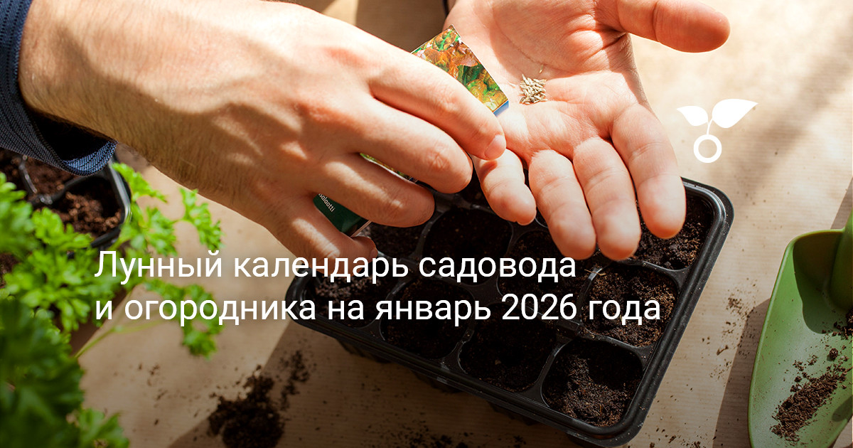 Лунный календарь садовода и огородника на январь 2026 года — Ботаничка