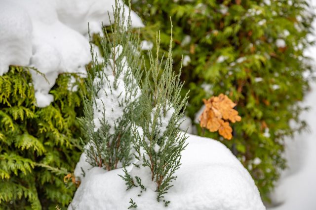 Проверьте состояние деревьев и кустарников под снегом. При обильных снегопадах аккуратно стряхивайте снег с веток, чтобы предотвратить их поломку.
