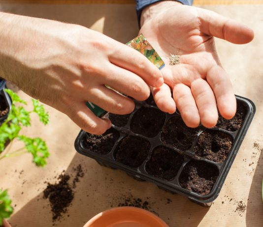 Лунный календарь садовода и огородника на январь 2026 года