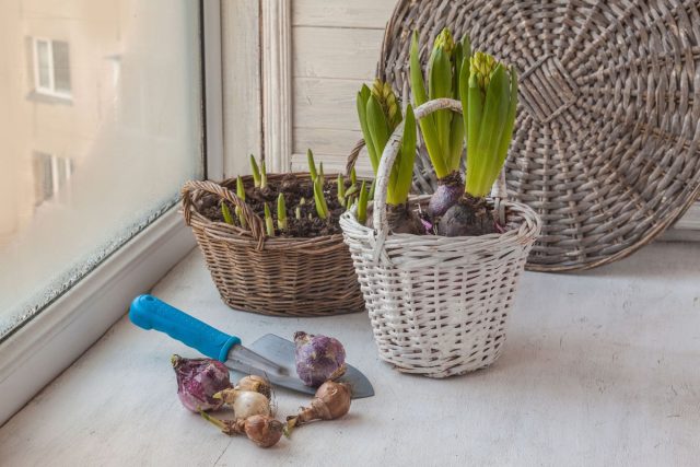 Январь — время тишины и планирования будущих посадок. Проверьте запасы семян и инвентарь Для тех же, кто не привык сидеть сложа руки, дачный сезон продолжается на подоконнике. Январь — время тишины и планирования будущих посадок. Проверьте запасы семян и инвентарь Для тех же, кто не привык сидеть сложа руки, дачный сезон продолжается на подоконнике.