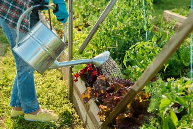 Июль — макушка лета и время отдачи урожая. Собираем огурцы, кабачки и ягоды. Сейчас критически важен полив для многих культур. Проводите профилактику фитофторы биопрепаратами и делайте повторные посевы скороспелой зелени. Июль — макушка лета и время отдачи урожая. Собираем огурцы, кабачки и ягоды. Сейчас критически важен полив для многих культур. Проводите профилактику фитофторы биопрепаратами и делайте повторные посевы скороспелой зелени.