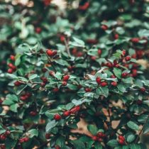 Шеффердия Шеффердия