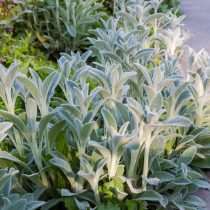 Стахис шерстистый Стахис шерстистый