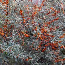 Облепиха Облепиха