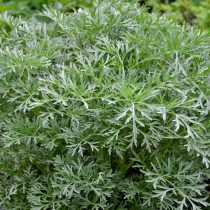 Полынь Полынь