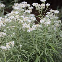 Анафалис жемчужный Анафалис жемчужный