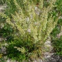 Келерия сизая Келерия сизая