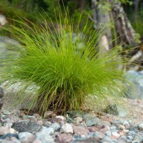 Молиния голубая Молиния голубая