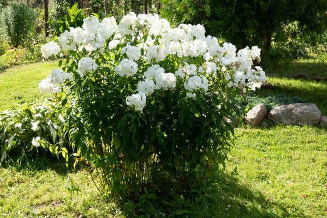 Цветы ночного сада раскрываются не столько цветом, сколько ароматом: насекомые ориентируются на запах, а мы почти не различаем оттенки в сумерках. Для дневного украшения участка сохраняйте основную белую гамму, а ароматы можно усилить уличными лампами, ароматизаторами или связками пряных растений. Цветы ночного сада раскрываются не столько цветом, сколько ароматом: насекомые ориентируются на запах, а мы почти не различаем оттенки в сумерках. Для дневного украшения участка сохраняйте основную белую гамму, а ароматы можно усилить уличными лампами, ароматизаторами или связками пряных растений.