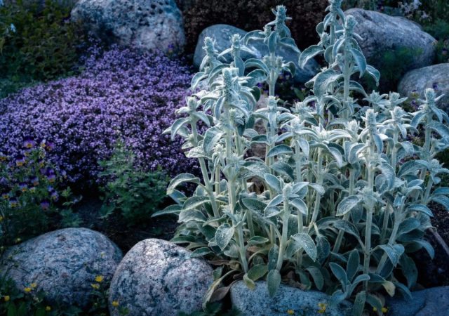 Лунный сад может быть разным: камерным или парадным, ароматным или графичным, минималистичным или насыщенным деталями. Его образ складывается из света, фактур и ассоциаций, подстраиваясь под участок, стиль и ритм жизни хозяев. Лунный сад может быть разным: камерным или парадным, ароматным или графичным, минималистичным или насыщенным деталями. Его образ складывается из света, фактур и ассоциаций, подстраиваясь под участок, стиль и ритм жизни хозяев.