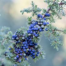 Можжевельник Можжевельник