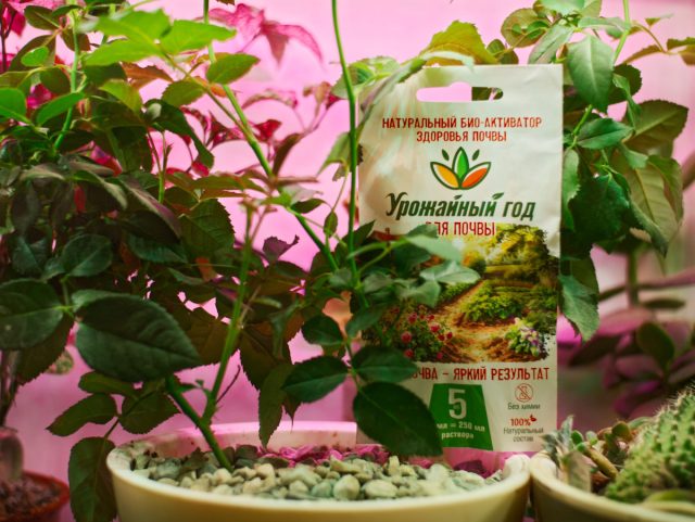 «Урожайный год» работает как натуральный био-активатор почвенного здоровья и представляет собой синергетический комплекс. «Урожайный год» работает как натуральный био-активатор почвенного здоровья и представляет собой синергетический комплекс.