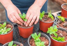 Не рано и не поздно: сроки посева однолетников на рассаду Не рано и не поздно: сроки посева однолетников на рассаду